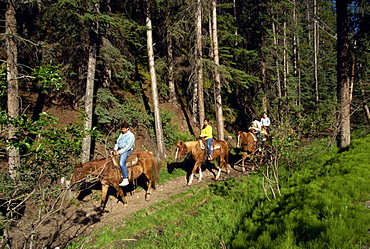 Japanese tourists horse riding, Banff National Park, UNESCO World Heritage Site, Alberta, Canada, North America