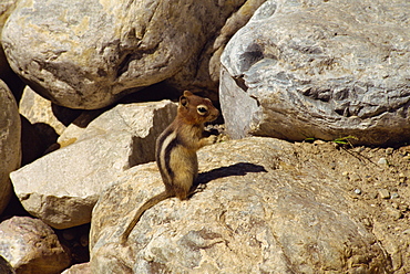 Small mammal at Lake Louise in the Rocky Mountains, Alberta, Canada, North America