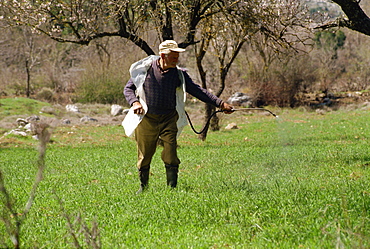 Farmer spraying field on Lasithi Plateau, Crete, Greek Islands, Greece, Europe