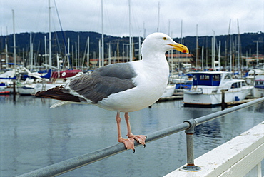 Seagull, Fishermans Wharf, Monterey, California, United States of America, North America