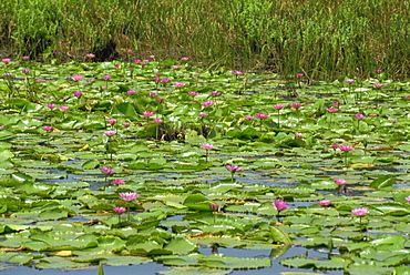 Water lilies near the Pitch Lake, Trinidad, West Indies, Caribbean, Central America