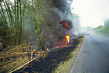 Fire, burning bamboo at side of road in the south of the island, Trinidad, West Indies, Caribbean, Central America