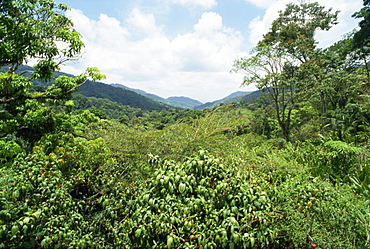 Asa Wright Nature Reserve, Trinidad, West Indies, Caribbean, Central America