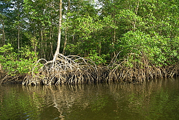 Caroni Mangrove Swamp and Nature Reserve, Trinidad, West Indies, Caribbean, Central America