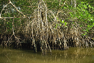 Caroni Mangrove Swamp and Nature Reserve, Trinidad, West Indies, Caribbean, Central America