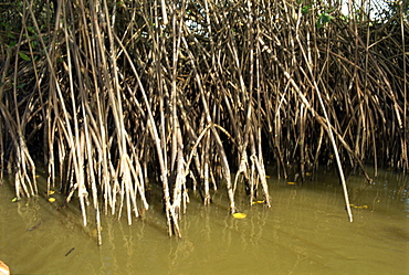 Caroni Mangrove Swamp and Nature Reserve, Trinidad, West Indies, Caribbean, Central America