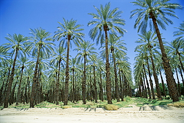 Date palm orchards near Indio, California, United States of America (U.S.A.), North America