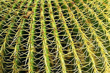 Close-up of cactus spines, United States of America, North America