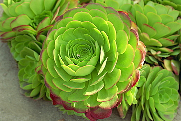 Close-up of succulent plant, United States of America, North America