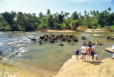 Elephants being washed near the Elephant Orphanage, Pinnawela, Sri Lanka, Asia