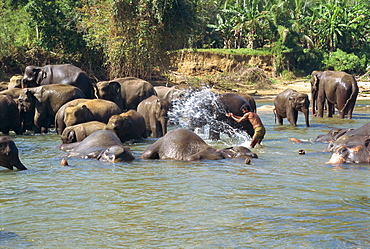 Elephants being washed near the Elephant Orphanage, Pinnawela, Sri Lanka, Asia