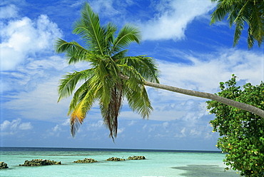 Palm tree on the tropical island of Nakatchafushi in the Maldive Islands, Indian Ocean, Asia