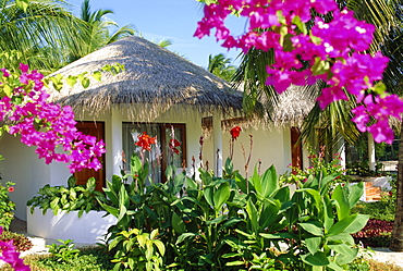 Hotel accommodation, Baros, Maldive Islands, Indian Ocean