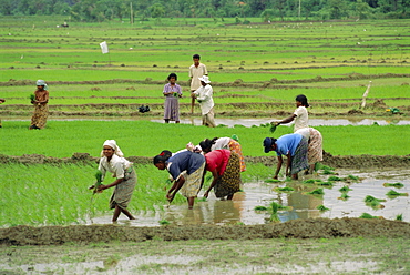 Rice farming, Sri Lanka, Asia