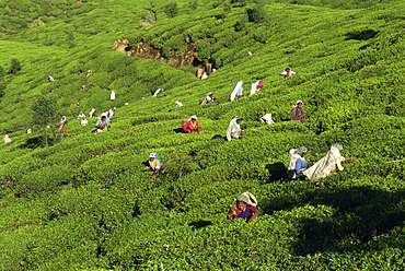 Tea plucking, Nuwara Eliya area, Sri Lanka, Asia