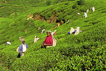 Men and women picking tea on a sloping tea garden near Nuwara Eliya in Sri Lanka, Asia