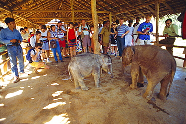 Pinnawala elephant orphanage, Sri Lanka, Asia