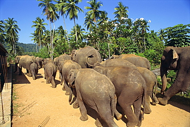 Elephant Orphanage, Pinnawela, Sri Lanka, Asia