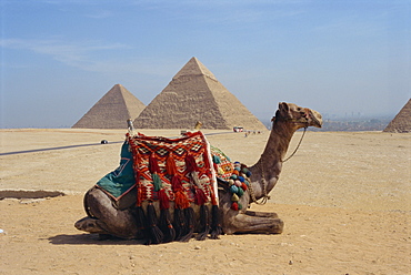 Camel in front of the pyramids at Giza, UNESCO World Heritage Site, near Cairo, Egypt, North Africa, Africa