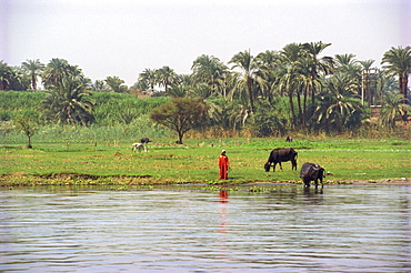 Beside the River Nile, Egypt, North Africa, Africa