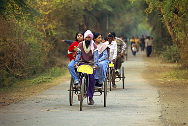 Transport in the wildlife sanctuary, Bharatpur, Rajasthan state, India, Asia