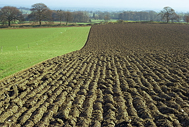 Fields between Llanarmon and Llanrhaeadr, Denbighshire, Wales, United Kingdom, Europe