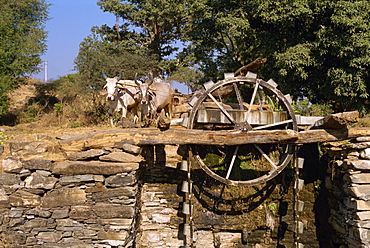 Water wheel operated by bullocks in village near Shikar, Rajasthan state, India, Asia