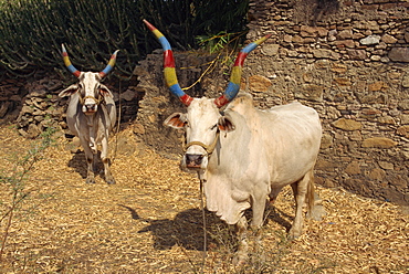 Holy cows, Dhariyawad, Rajasthan state, India, Asia