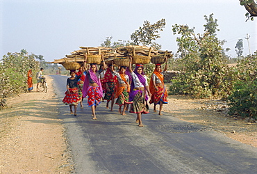 Collecting firewood, Dhariyawad, Rajasthan, India