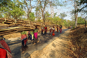 Women collecting firewood near Dhariyawad, Rajasthan state, India, Asia