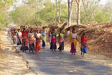 Women collecting firewood near Dhariyawad, Rajasthan state, India, Asia