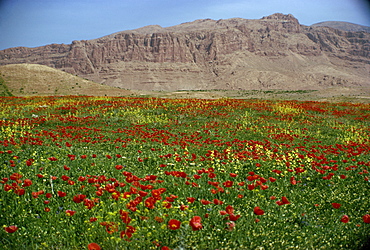 Wild flowers near Shiraz, Iran, Middle East