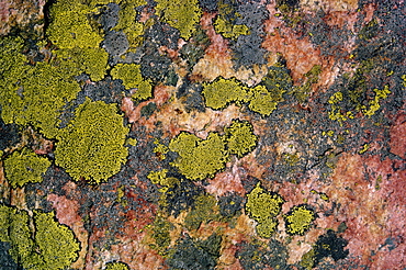 Moss, British Columbia, Canada, North America