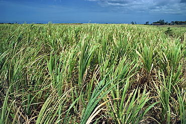 Sugar cane, Barbados, West Indies, Caribbean, Central America