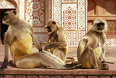 Monkeys at tomb of Akbar, Sikandra, India, Asia