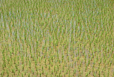 Newly planted rice, Kerala state, India, Asia