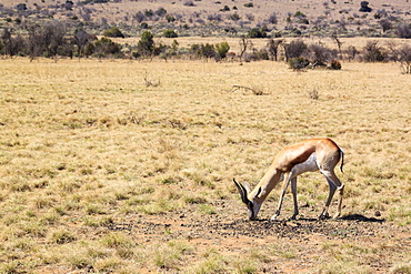 A grazing springbok, Pilaneesberg National Park, West of Pretoria, North West Province, South Africa, Africa