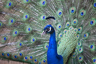 Peacock, Cotswold Wildlife Park, Costswolds, Gloucestershire, England, United Kingdom, Europe 