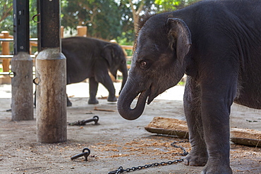 Baby elephants (Elephantidae) at the Pinnewala Elephant Orphanage, Sri Lanka, Asia 