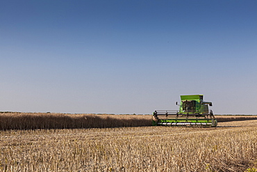 A Combine harvester harvests corn, Maidenhead, Berkshire, England, United Kingdom, Europe