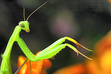 Praying mantis (Mantis religiosa);North West Bulgaria;Europe