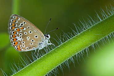 Hairstreak (Lycaenidae) on tomato stem, Bulgaria, Europe