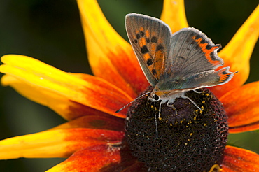 Small copper butterfly (Lycaena phlaeas) (Lycaenidae), Bulgaria, Europe