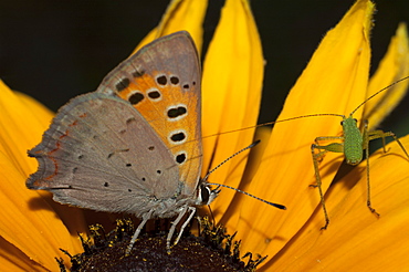 Grasshopper or cricket (Orthoptera) (Ensifera) and Hairstreak (Lycaenidae), North West Bulgaria, Europe