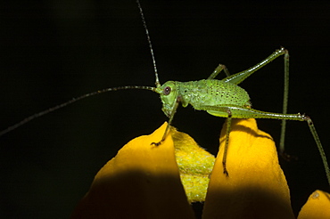 Grasshopper or cricket (Orthoptera) (Ensifera), North West Bulgaria, Europe