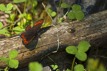 Brown (true browns) (Elymniini), Yagodina, South West Bulgaria, EuropeFamily Nymphalidae;Sub family Satyrinae