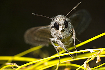 Convolvulus Hawk-moth (Agrius convolvuli);North West Bulgaria;Europe