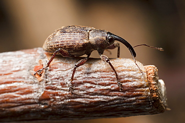 Weevil (Curculionoidea), North West Bulgaria, Europe