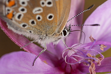 Hairstreak (Lycaenidae), Yagodina, South West Bulgaria, Europe