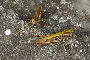 Grasshopper or cricket (Orthoptera) (Ensifera), Yagodina, South West Bulgaria, Europe